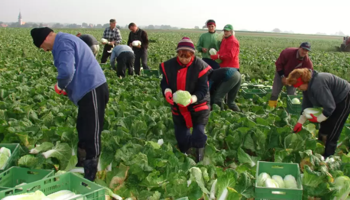 ¡Descubre los increíbles beneficios de la ayuda alimentaria!