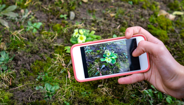 Aplicativo de Identificar plantas e doenças,fungos,bichos 2024