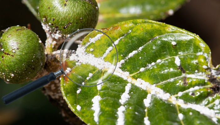 Aplicativo de Identificar plantas e doenças,fungos,bichos 2024